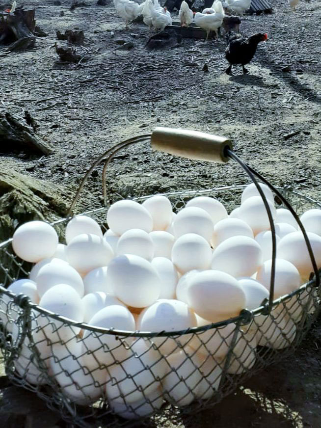 Cesto di uova
